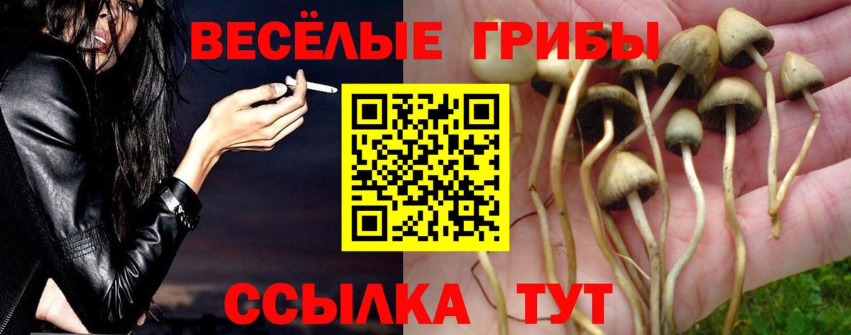 Псилоцибиновые грибы Psilocybe  Вход с VPN  Каменка 